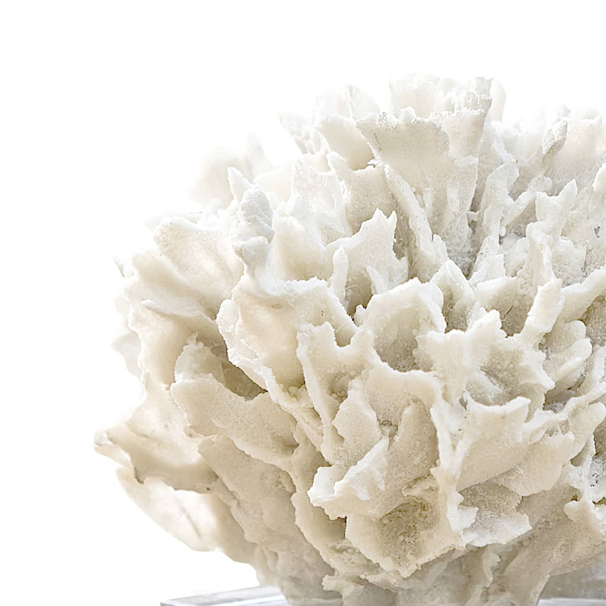 regina andrew ribbon coral white home accessories